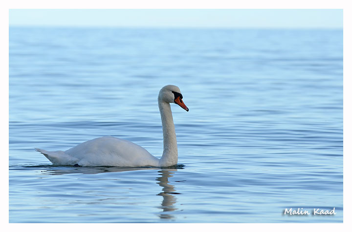 Svan_1