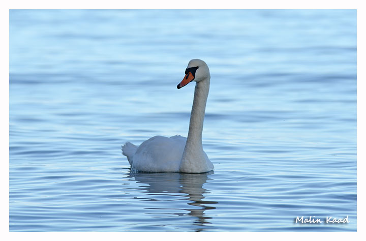 Svan_2