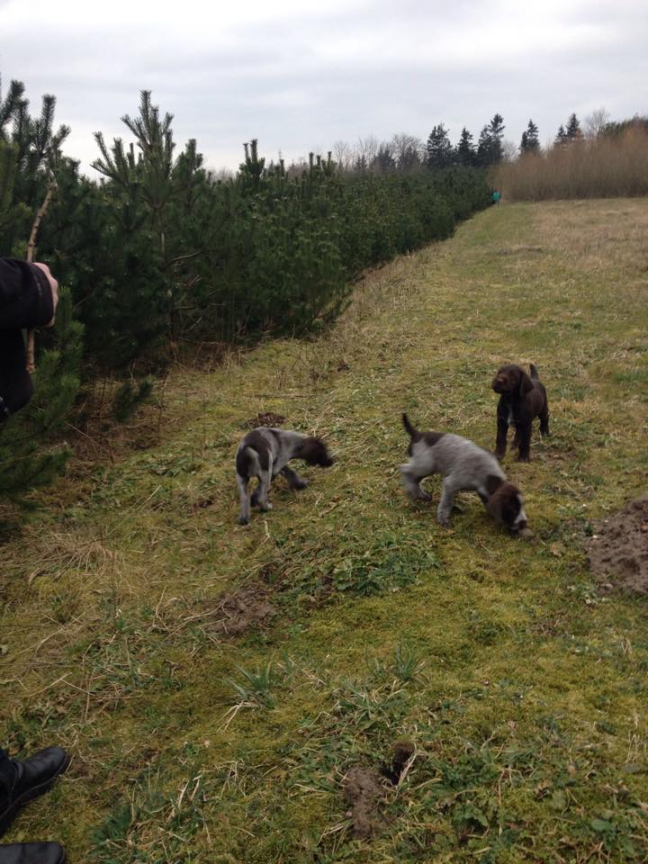 11015732_10206317270319063_382076650_n