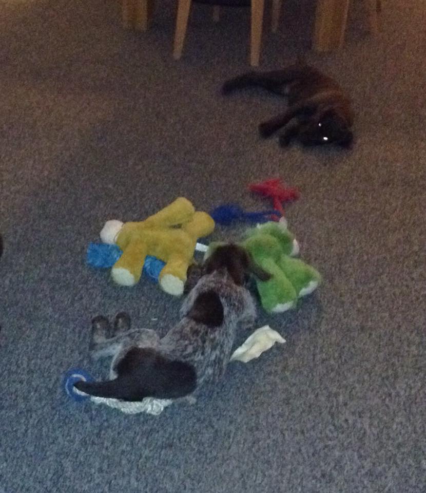 11088087_10206449087694415_1450066419_n