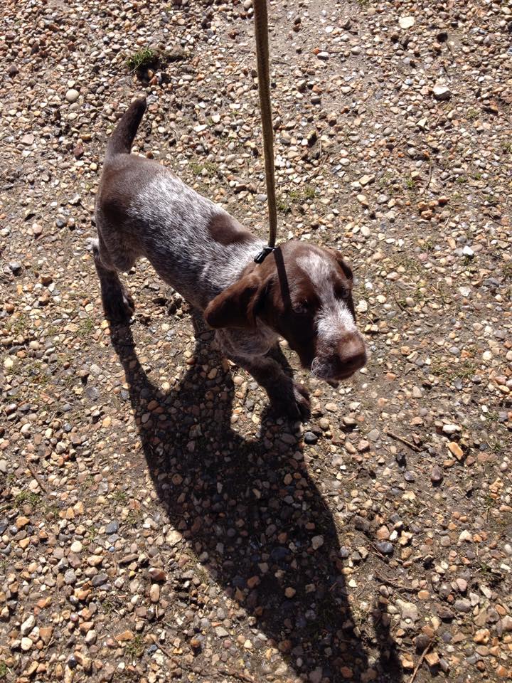 11106316_10206467819842707_1822360743_n