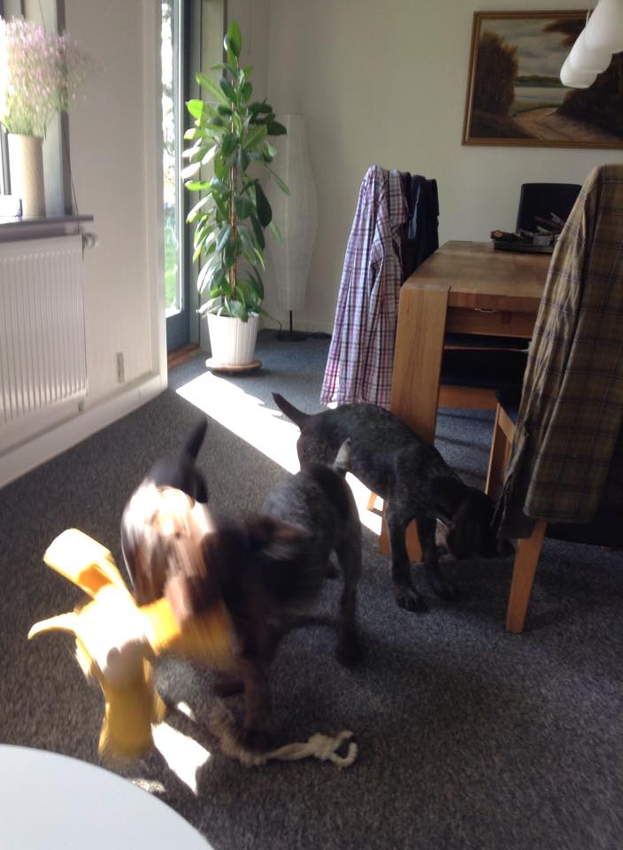 11117825_10206602117960076_1981758217_n