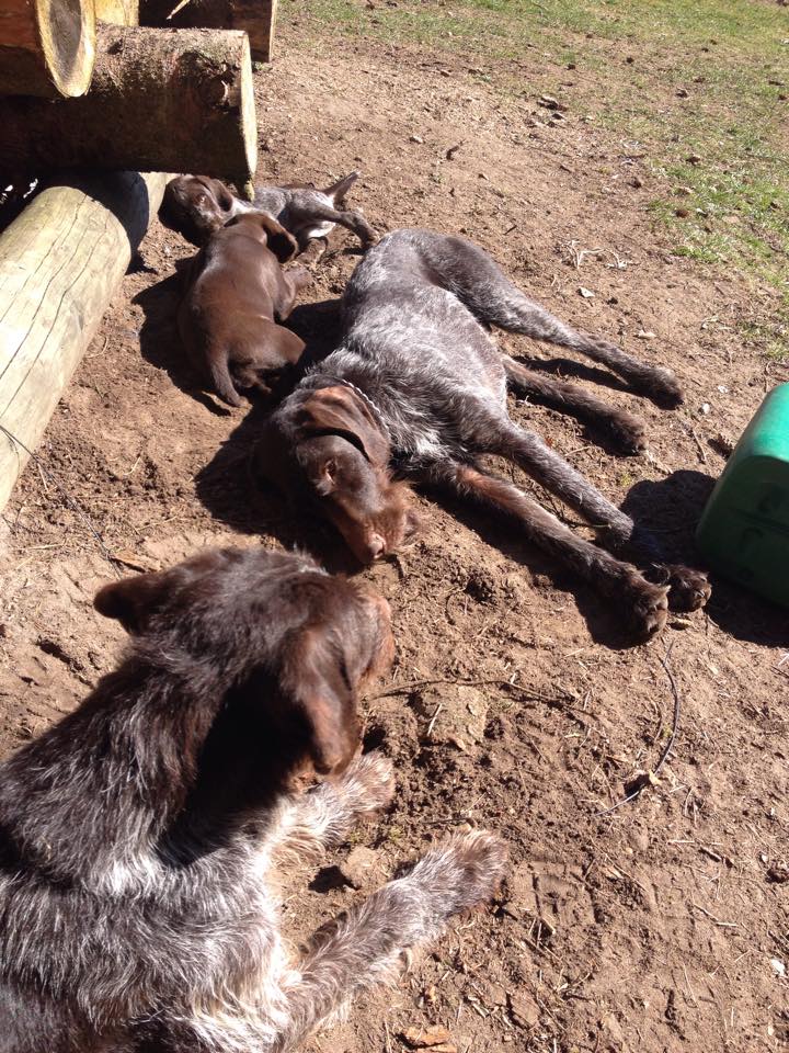 11132027_10206503432172993_1656812004_n